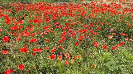 Obraz premium field of poppies