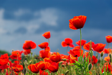 Obraz na płótnie Canvas Poppy flowers in the field