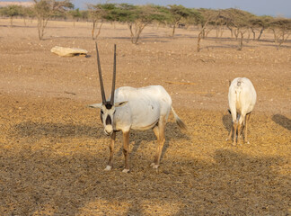 Arabian Oryx Antelope at a wildlife conservation park in Abu Dhabi, United Arab Emirates