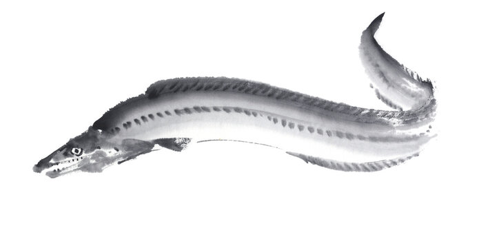 鱧　ハモ　墨絵イラスト