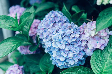 Obraz premium 紫陽花