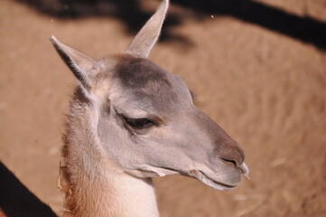 Close-up of a sad llama