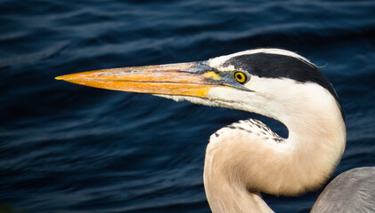 Great Blue Heron head and neck closeup against a dark, deep blue water background.