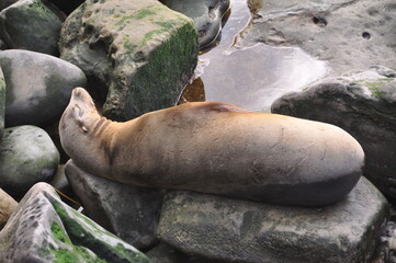 Brown fur seal resting in rocks and stones on La Jolla beach, California