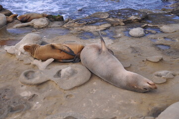 View of sleeping fur seals on La Jolla beach in San Diego, California