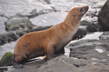 Naklejka premium Beautiful brown fur seal walking on stones near water in La Jolla beach, California