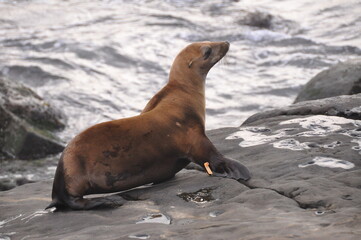 Little brown fur seal going to the water on La Jolla beach in San Diego, California