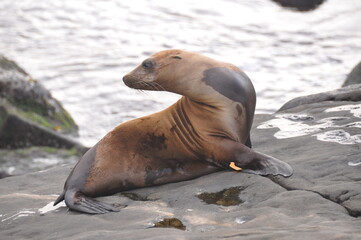 Brown fur seal lying on La Jolla beach, Pacific ocean, California