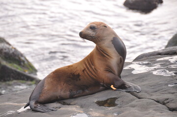 Obraz premium Brown sea lion lying in front of Pacific ocean in San Diego La Jolla, California