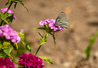 butterfly on flower
