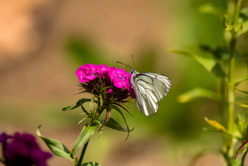 butterfly on a flower