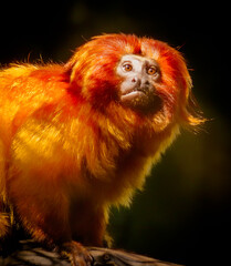 Obraz premium Golden Lion Tamarin