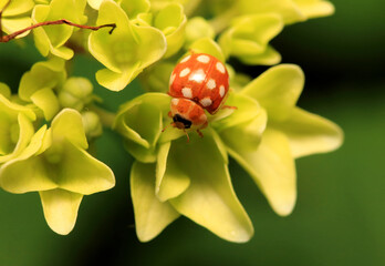 Journey of Ladybug (Calvia Quatuordecimguttata)
