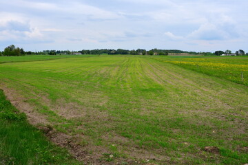 View of a vast agricultural field with some crops already blossoming with some dense forest or moor visible in the background spotted in summer on  a cloudy yet warm day on a Polish countryside