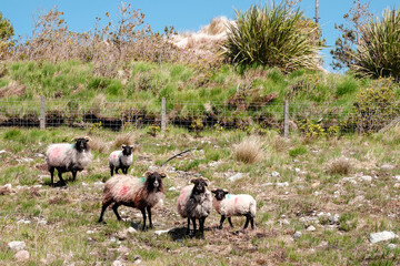 White sheep marked with different color on their back in a field on a warm sunny day. West of Ireland, Farming and agriculture industry