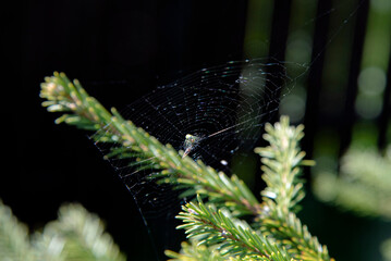 spider web on pine