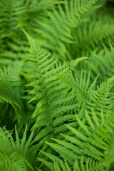 Fresh green forest fern leaves bush top view close up shot shallow depth of field