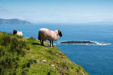 Obraz premium Sheep on cliff, Achill island, county Mayo, Ireland, Warm sunny day. Atlantic ocean in the background. Clear cloudy sky