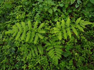 Naklejka na ściany i meble Fern plant in the forest, green leafy background