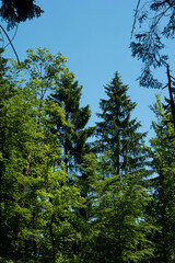 Fototapeta premium Coniferous evergreen trees in the forest low angle blue sky in the background