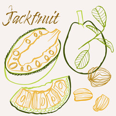 Jackfruit line art hand-drawn multicolor modern vector illustration. Colorful line art exotic fruit design.