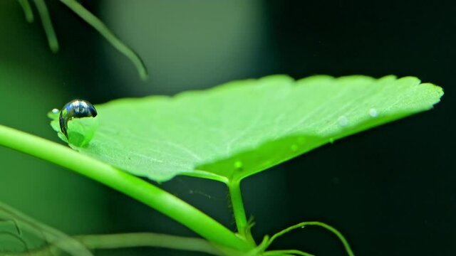 Beautiful green freshwater plant  exudes bubbles oxygen. Process of photosynthesis of aquarium plants in an aquarium. Aqua space. Macro shot of  a Beautiful aquarium plants. Hydrocotyle leucocephala.
