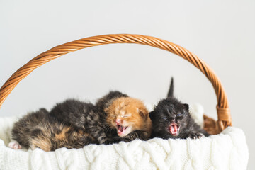 Five Two-weeks-old crossbreed kittens with barely opened eyes sit in pink wicker basket on white wool sweater. Pet adoption, animal care.