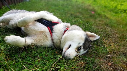 Husky chillout