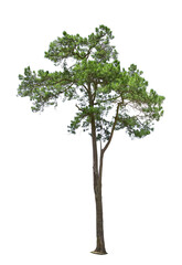 Fototapeta na wymiar Tropical bush shrub pine tree isolated on white background. This has a clipping path