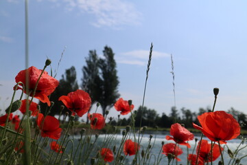 poppy flowers in field