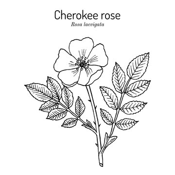 Cherokee rose Rosa laevigata the official state flower of Georgia