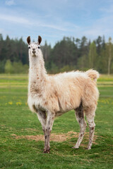 Beautiful adult llama standing outdoors in summer. South American camelid.