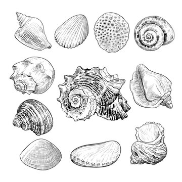 .A collection of sketches of various sea shells. Hand-drawn vector illustration in vintage style.Isolated drawings with imitation of engraving..