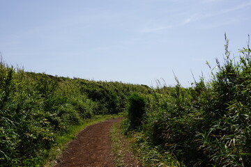 緑に覆われた道