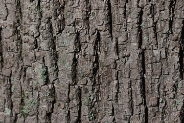 Bark of an old linden tree