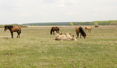 Fototapeta na wymiar white horse lying on its back in the field