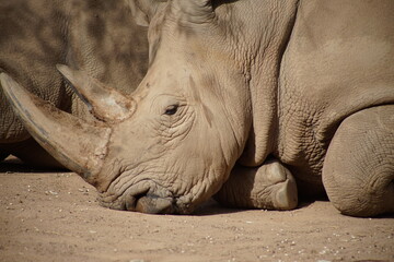 Fototapeta premium Nashorn