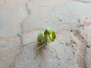 praying mantis on the cement floor