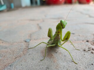 green praying mantis