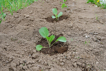 Planted on a bed and watered with water seedlings of white cabbage. The beginning of the summer season.