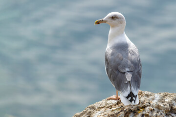 Seagull on rock near cliff. Sea. Sunny autumn day. Back view.