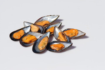 MEJILLONES GALLEGOS, MYTILUS GALLOPROVINCIALIS