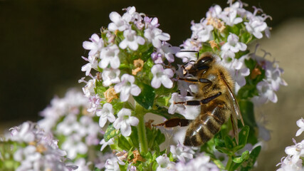 Abeilles dans fleurs de thyn