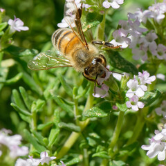 Abeilles dans fleurs de thyn