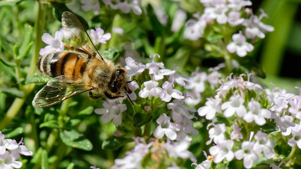 Abeilles dans fleurs de thyn