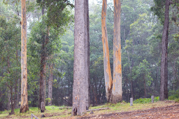 trees in drizzle in forest park