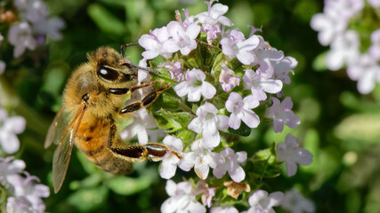 Abeilles dans fleurs de thyn