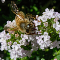 Abeilles dans fleurs de thyn