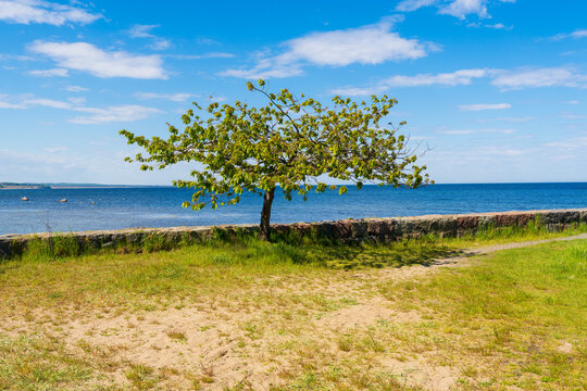 Beautiful tree on Kivik Beach on the Swedish East Coast summertime.