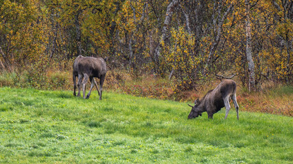 Moose, Andøy, Norway